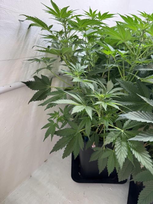 Devotchka. Week 6