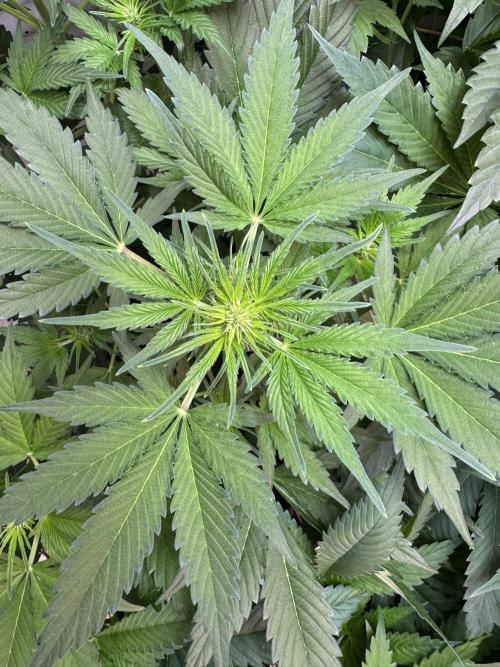 Devotchka. Week 6