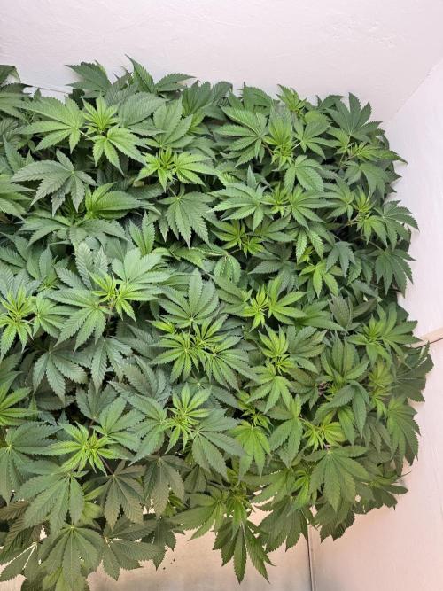 Grandma’s Genetics - Headband. Week 9