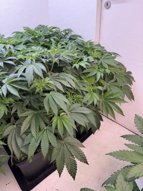 Grandma’s Genetics - Headband. Week 9