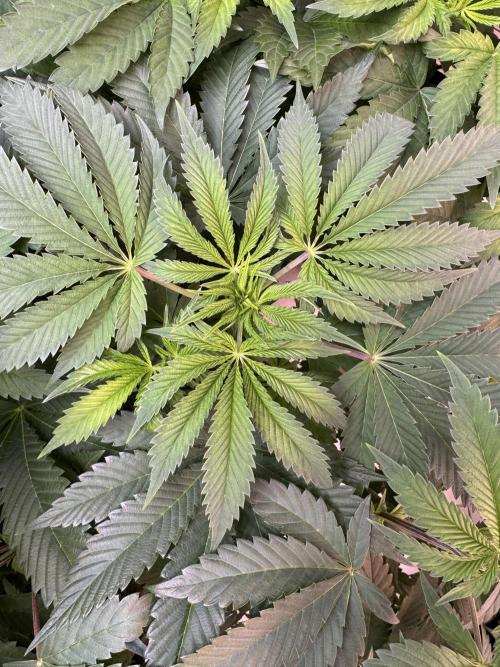 Grandma’s Genetics - Headband. Week 9
