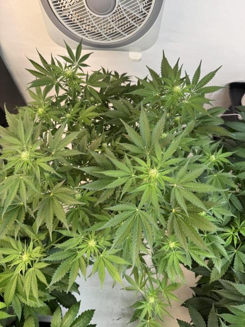 Devotchka. Week 7