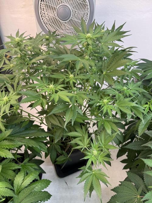 Devotchka. Week 7