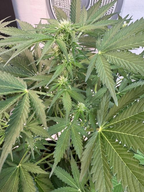Devotchka. Week 7