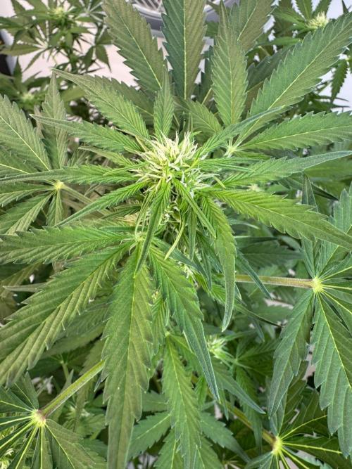 Devotchka. Week 7