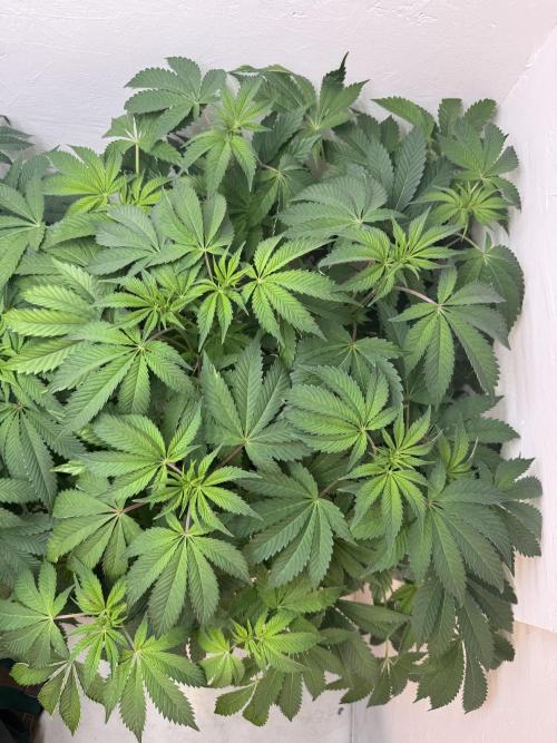 Grandma’s Genetics - Headband. Week 10