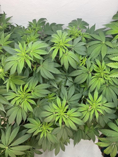 Grandma’s Genetics - Headband. Week 10