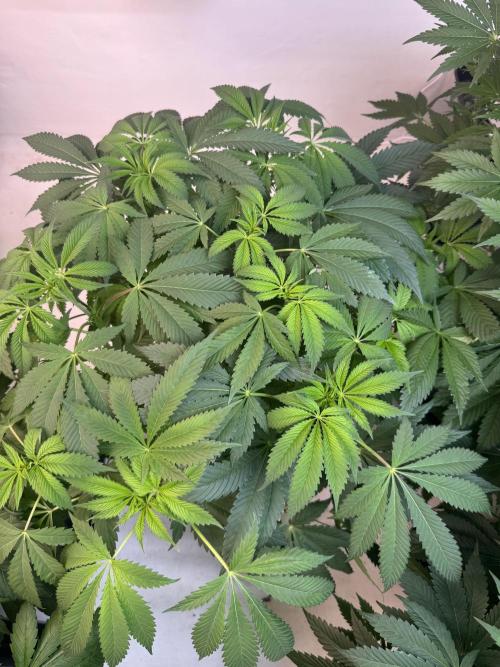 Grandma’s Genetics - Headband. Week 10
