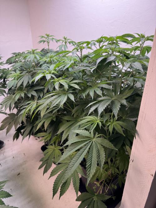 Grandma’s Genetics - Headband. Week 10