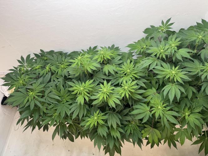 Grandma’s Genetics - Headband. Week 11