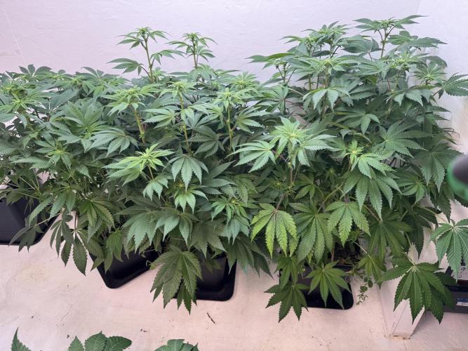Grandma’s Genetics - Headband. Week 11