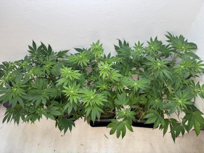 Grandma’s Genetics - Headband. Week 11