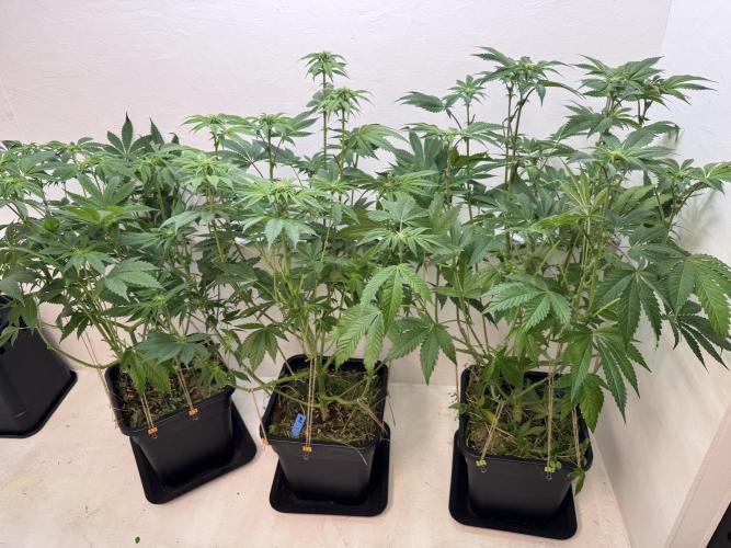 Grandma’s Genetics - Headband. Week 11