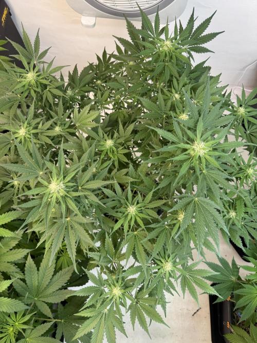 Devotchka. Week 8