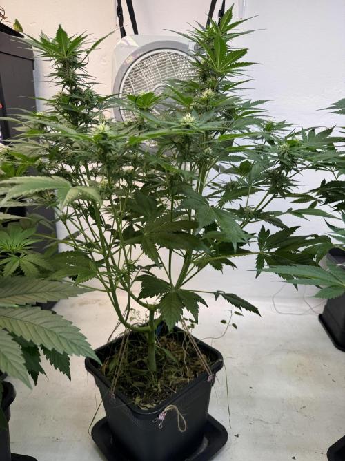 Devotchka. Week 8