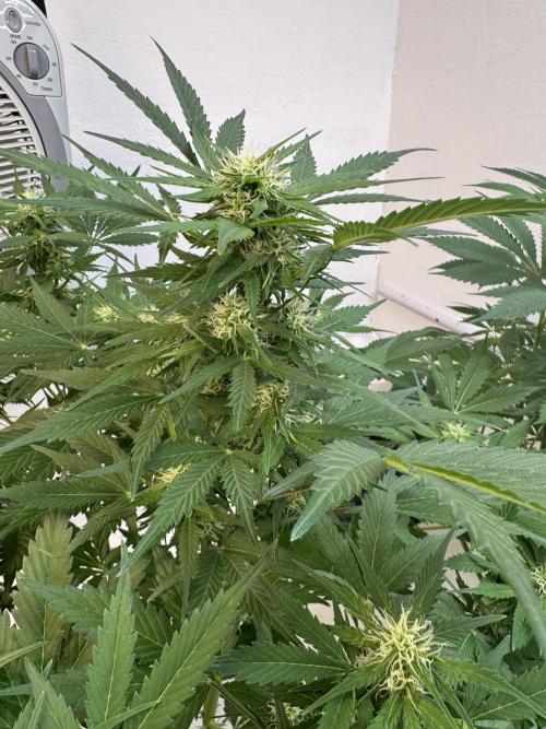 Devotchka. Week 8