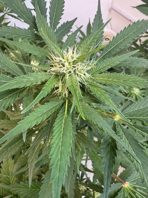 Devotchka. Week 8
