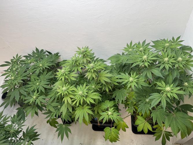Grandma’s Genetics - Headband. Week 12