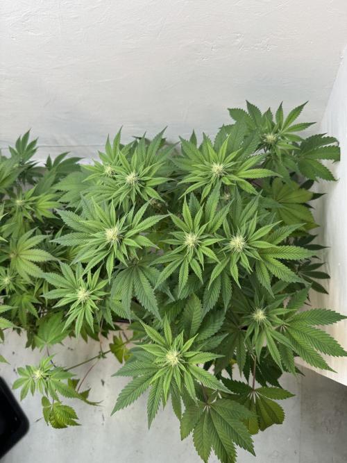 Grandma’s Genetics - Headband. Week 12