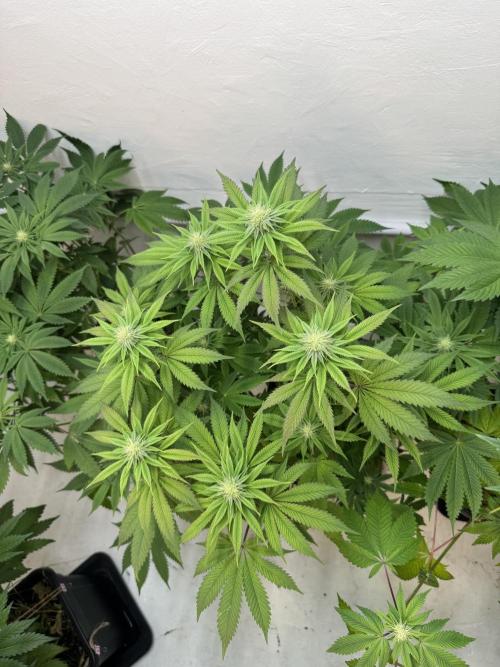 Grandma’s Genetics - Headband. Week 12