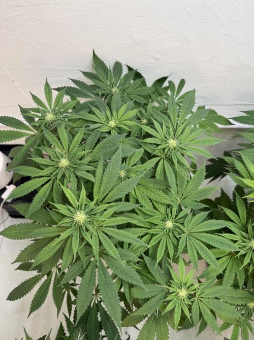 Grandma’s Genetics - Headband. Week 12