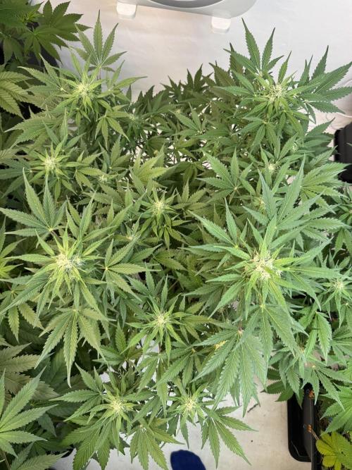 Devotchka. Week 9