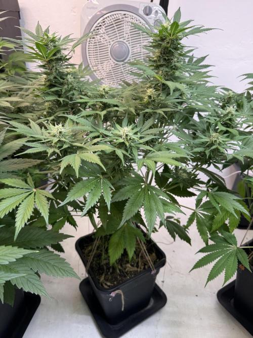 Devotchka. Week 9