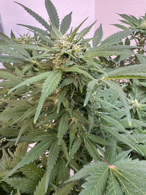 Devotchka. Week 9