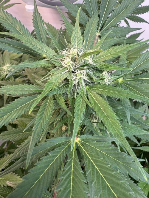 Devotchka. Week 9