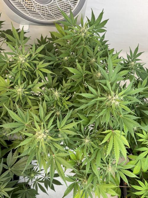 Devotchka. Week 10