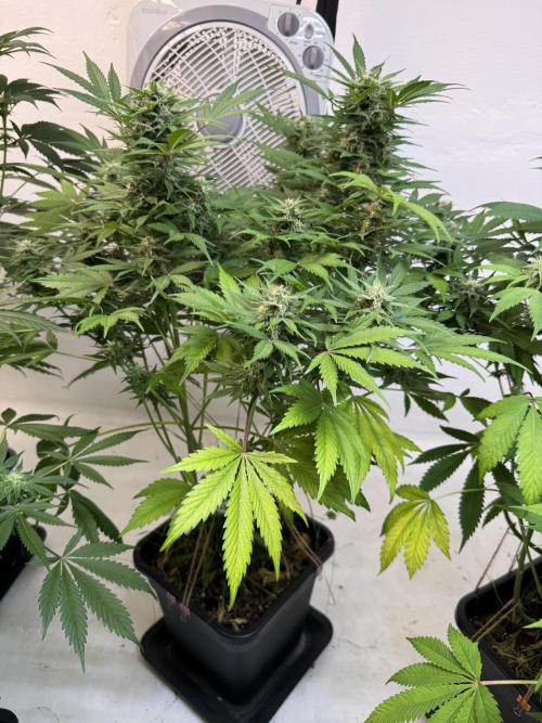 Devotchka. Week 10