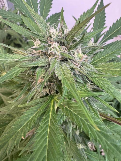 Devotchka. Week 10