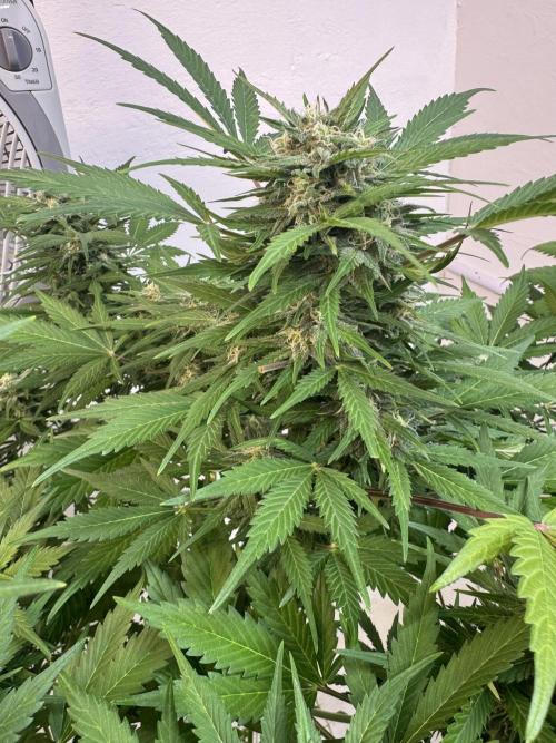 Devotchka. Week 10