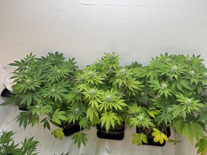 Grandma’s Genetics - Headband. Week 13