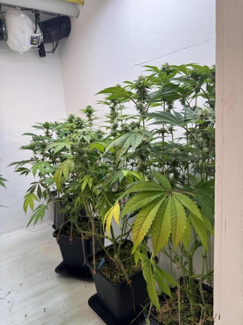 Grandma’s Genetics - Headband. Week 13