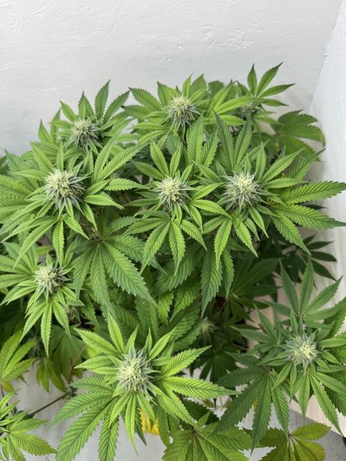 Grandma’s Genetics - Headband. Week 13