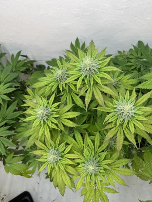 Grandma’s Genetics - Headband. Week 13