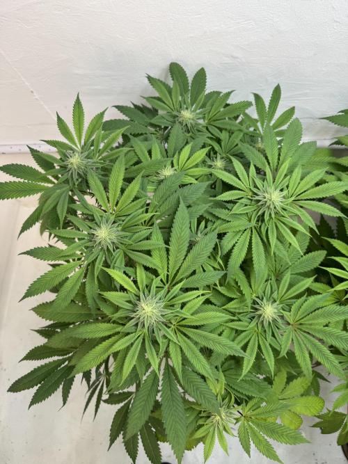 Grandma’s Genetics - Headband. Week 13