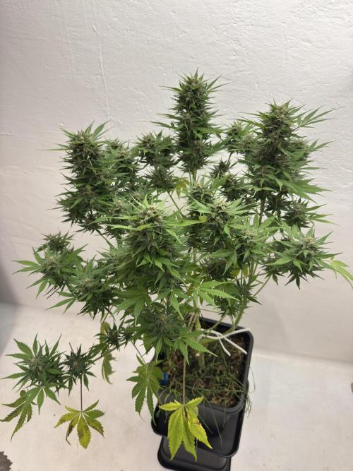Devotchka. Week 11