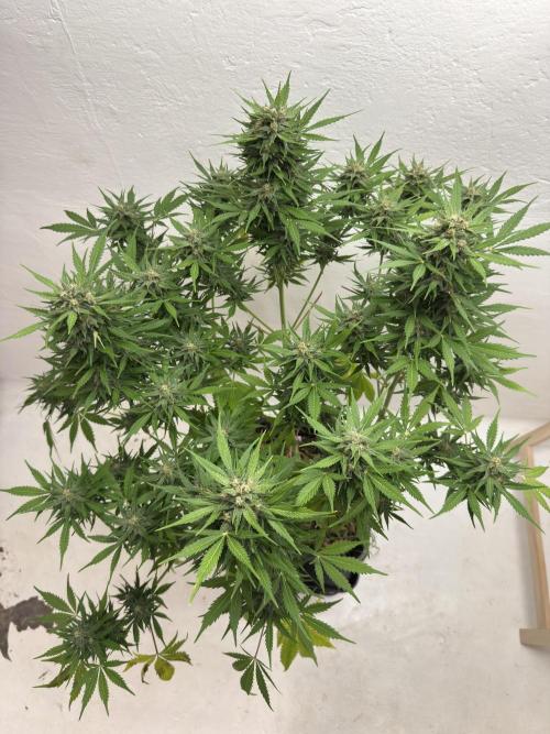 Devotchka. Week 11
