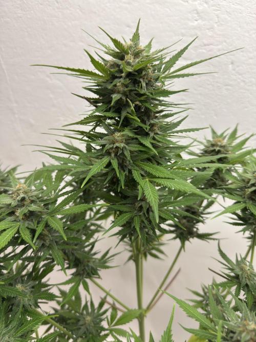 Devotchka. Week 11
