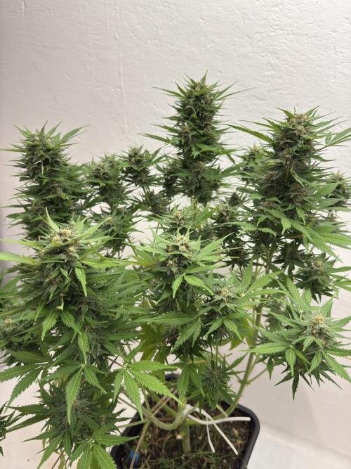 Devotchka. Week 11