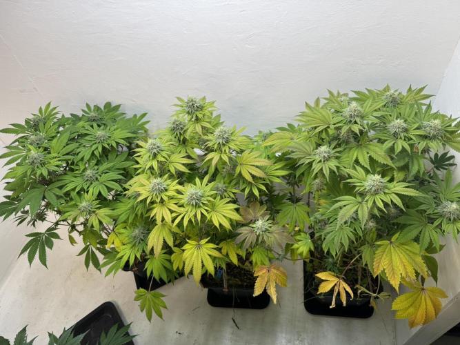 Grandma’s Genetics - Headband. Week 14