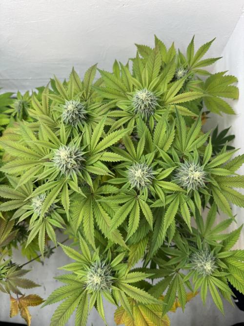 Grandma’s Genetics - Headband. Week 14 - #1