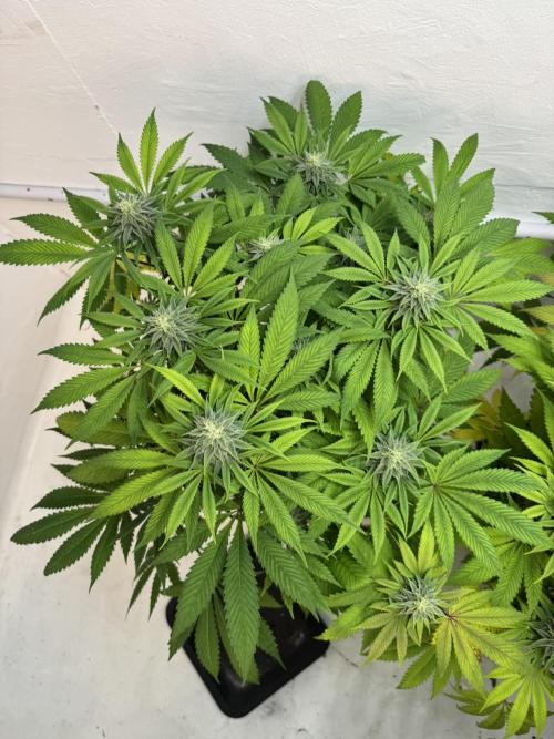 Grandma’s Genetics - Headband. Week 14 - #3