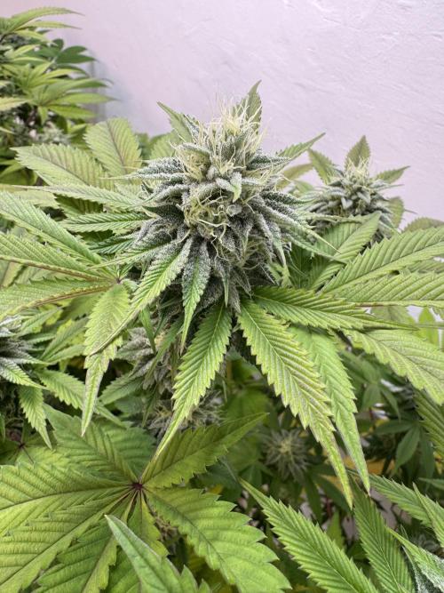 Grandma’s Genetics - Headband. Week 14 - #1
