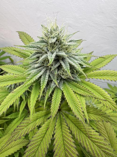 Grandma’s Genetics - Headband. Week 14 - #2