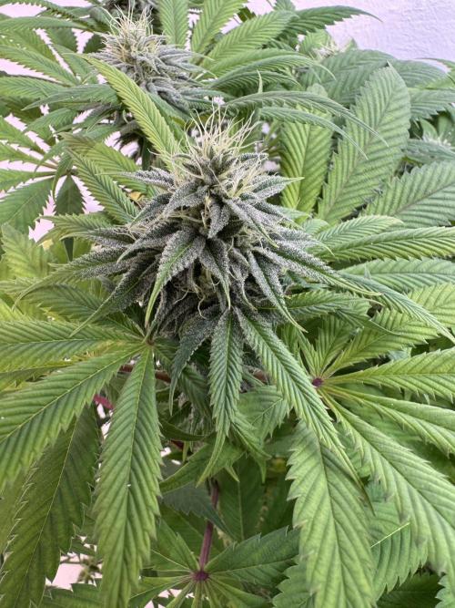 Grandma’s Genetics - Headband. Week 14 - #3