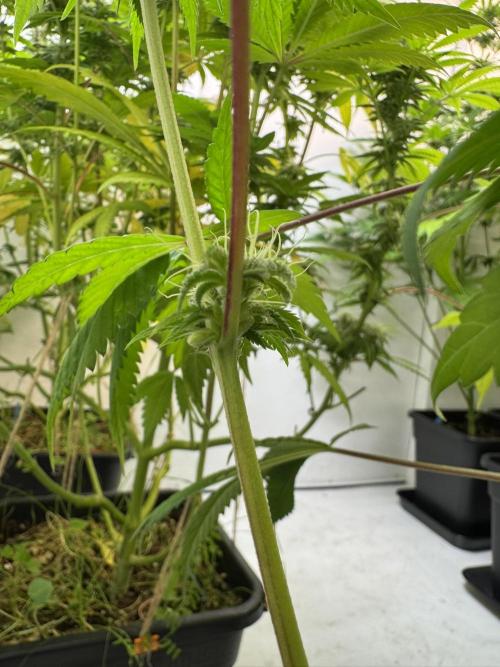 Grandma’s Genetics - Headband. Week 14 - #3