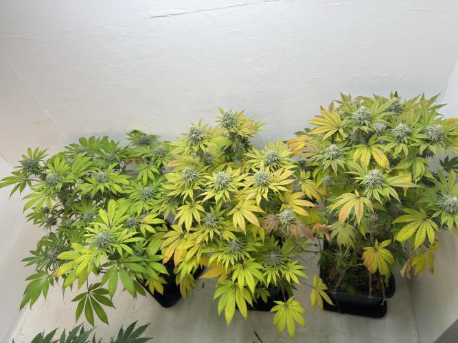 Grandma’s Genetics - Headband. Week 15